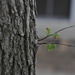 Twigs or Branches  _DSC0236 9.25.14 by jin1x