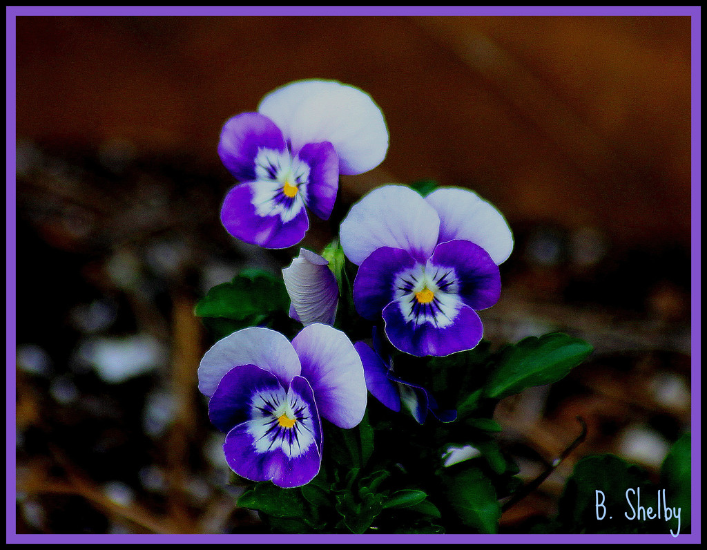 Three Pansy Faces by vernabeth