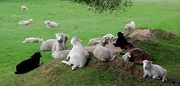 25th Sep 2014 - "Counting Sheep"...
