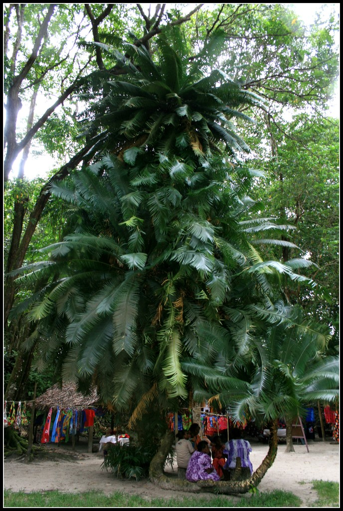 tropical Christmas tree? by cruiser