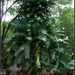 tropical Christmas tree? by cruiser