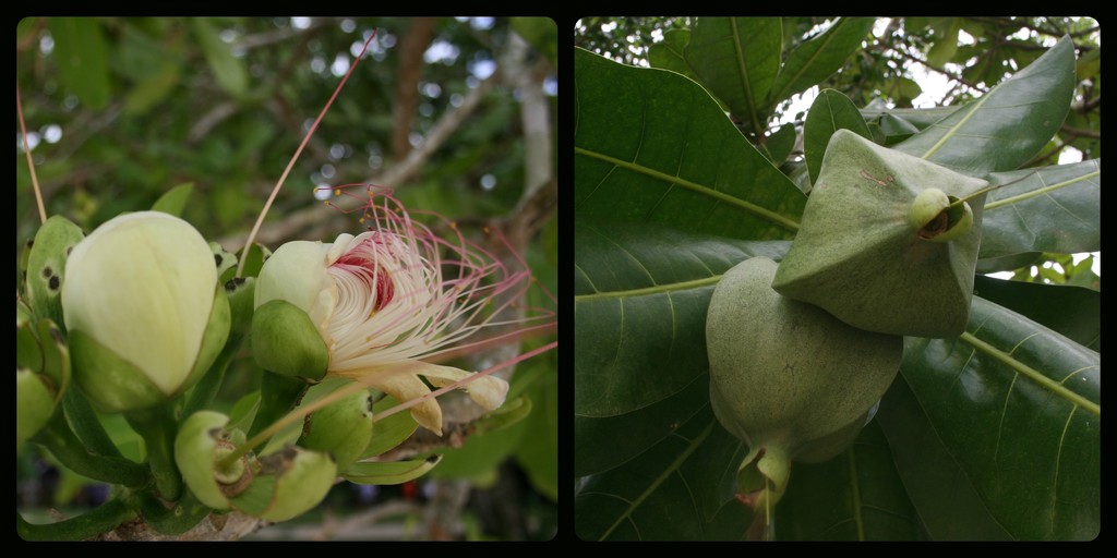 strange fruit by cruiser