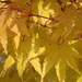 049  Sun-Dappled Leaves by seattlite