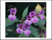 25th Sep 2014 - Wild Purple Orchid (red dead nettle)