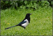 25th Sep 2014 - One for sorrow