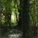 Sunlight in the wood by rosiekind