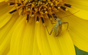25th Sep 2014 - Green Bug
