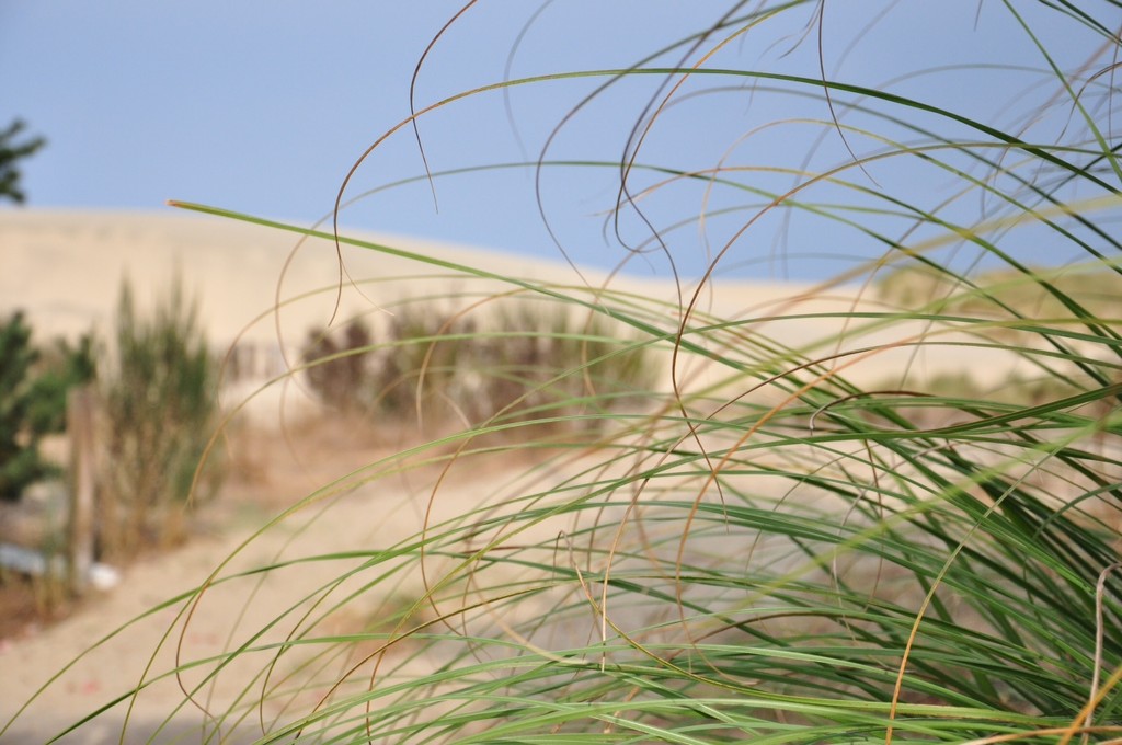 Oregon Coastal Dunes by mamabec