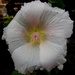 Alcea rosea  (Hollyhock) by pyrrhula