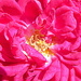 September 25: Pink Ruffles by daisymiller