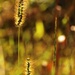 Sunlit Meadow  by mzzhope