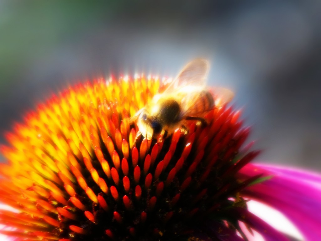 Got So Much Honey, the Bees Envy Me by juliedduncan