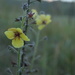 mullein by francoise