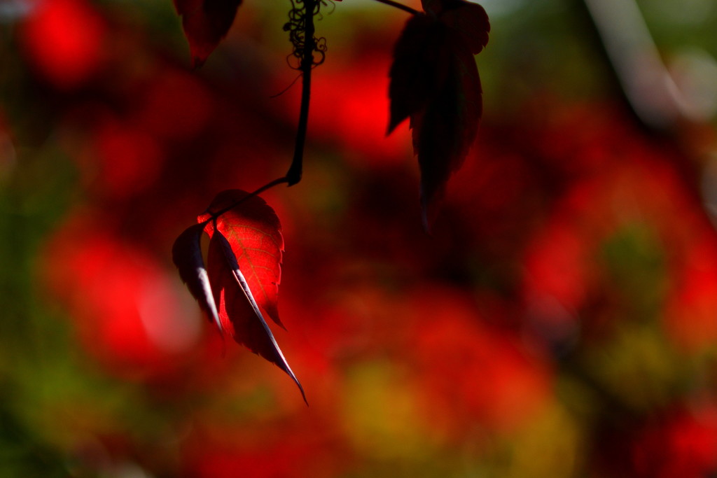 Warm and Red Autumn by jayberg