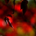 Warm and Red Autumn by jayberg
