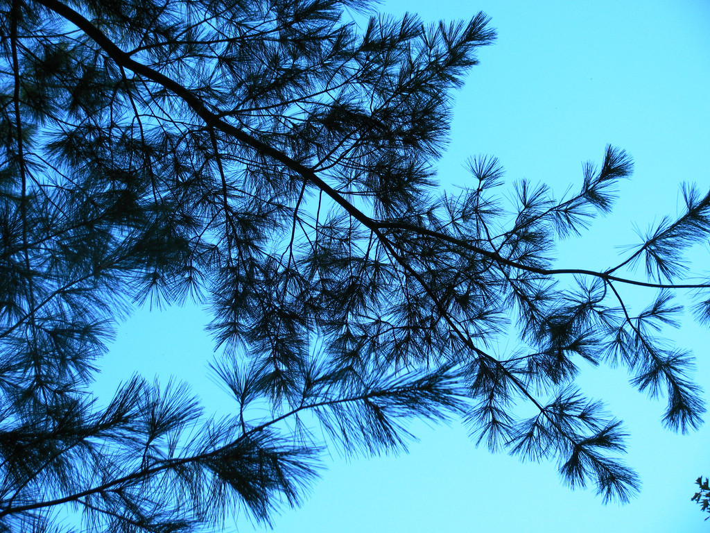 Pine Tree branch in the Sky by april16