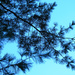 Pine Tree branch in the Sky by april16
