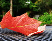 25th Sep 2014 - Autumn Leaf