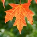 Each Leaf That Falls Brings Winter Closer by paintdipper