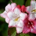 Flowering Shrub by whiteswan