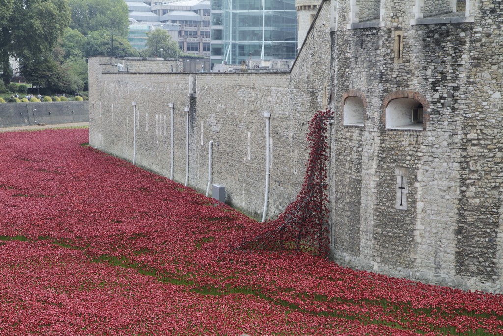 Tower of London Poppies....... by anne2013