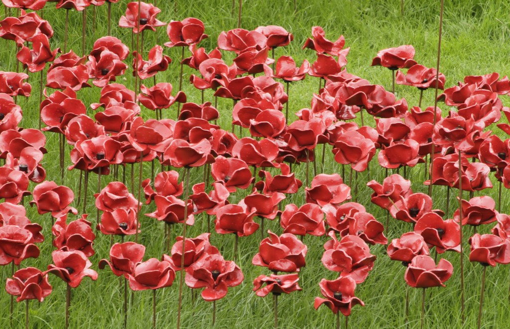 Lest we forget.......Poppies by anne2013