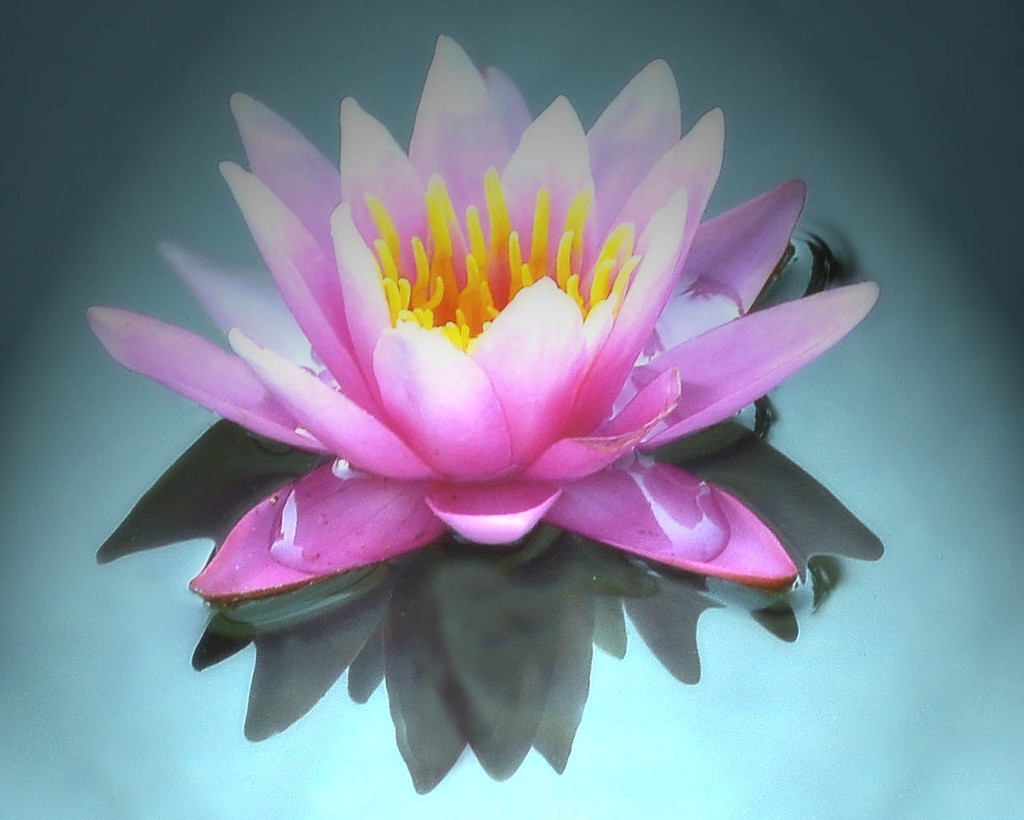 Floating Lotus by joysfocus