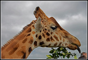25th Sep 2014 - Giraffe