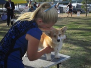 26th Sep 2014 - At a dog all breed Kennels show 