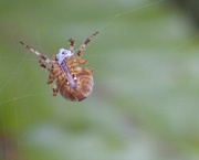 19th Sep 2014 - Feeding Spider