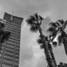 Palms in the City by gosia