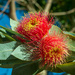 Flowering eucalyptus by gosia