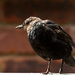 26th September 2014 - Young Blackbird  by pamknowler