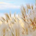 Wild Willow Grass by lynnz