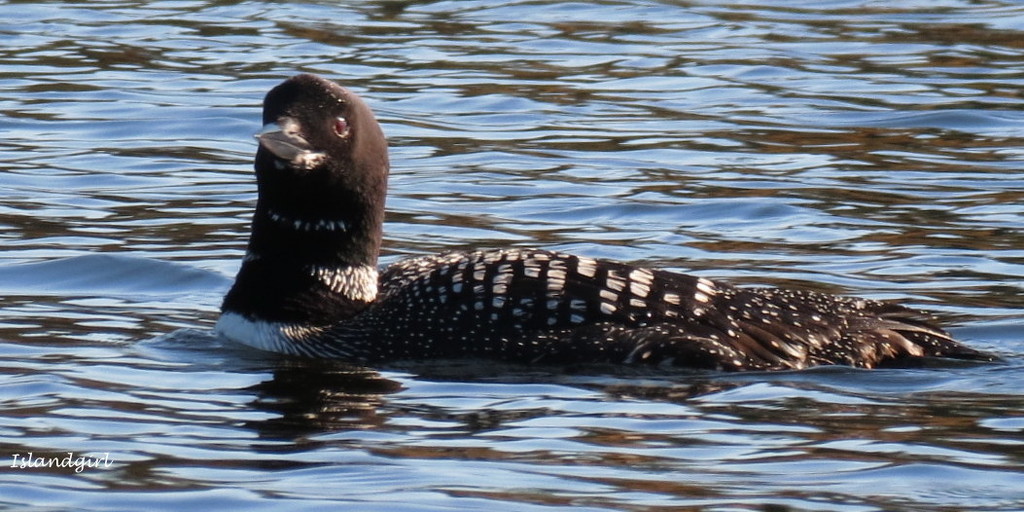Inquisitive Loon  by radiogirl