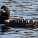 Inquisitive Loon  by radiogirl