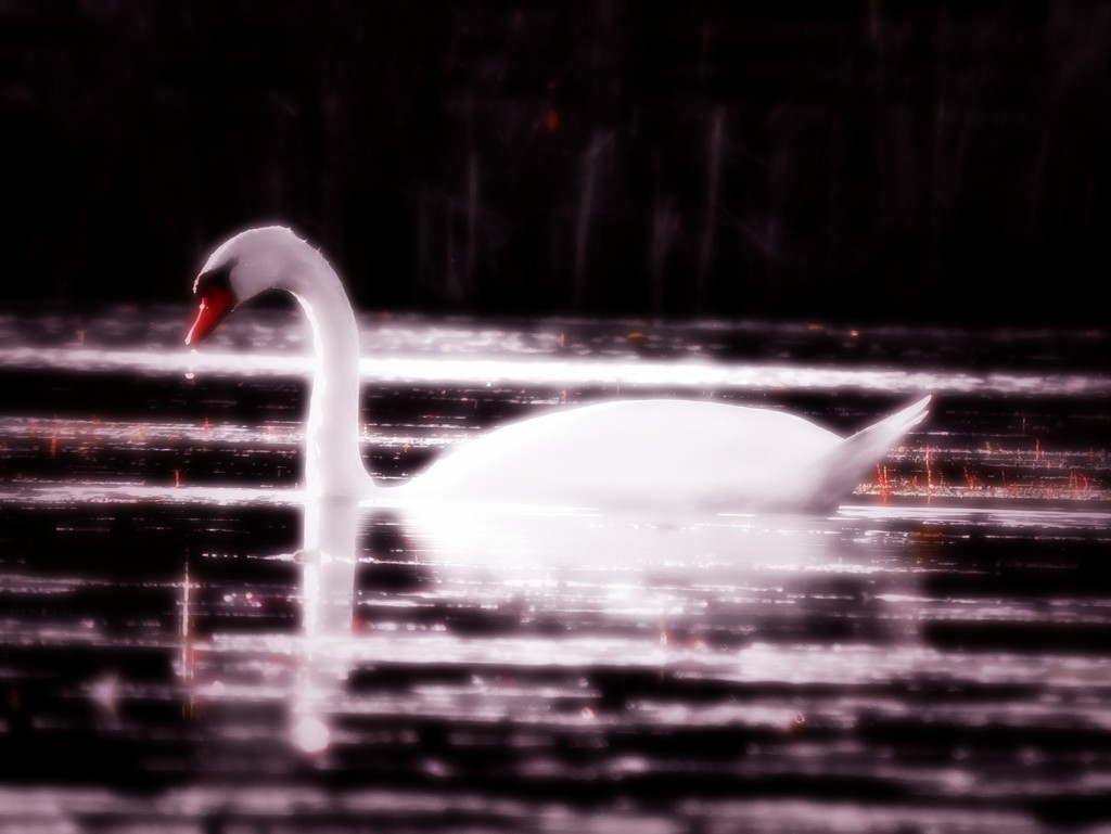 An Idea of Swan-ness by juliedduncan