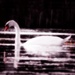 An Idea of Swan-ness by juliedduncan