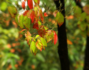 26th Sep 2014 - Fall has been a blurry one....