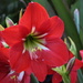 Hippeastrum by terryliv