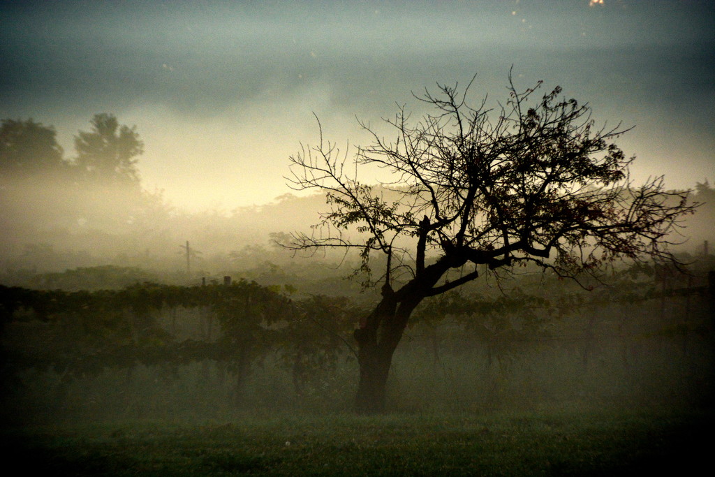 Morning Mist by jayberg
