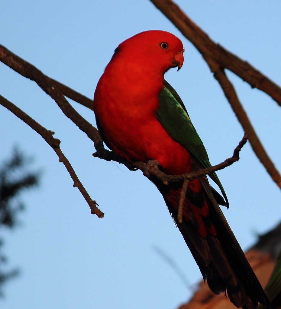 "King Parrot"... by tellefella