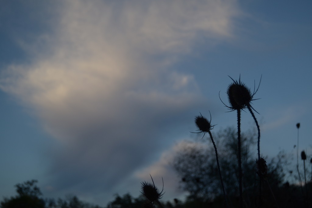 Cloud and Teasel by francoise