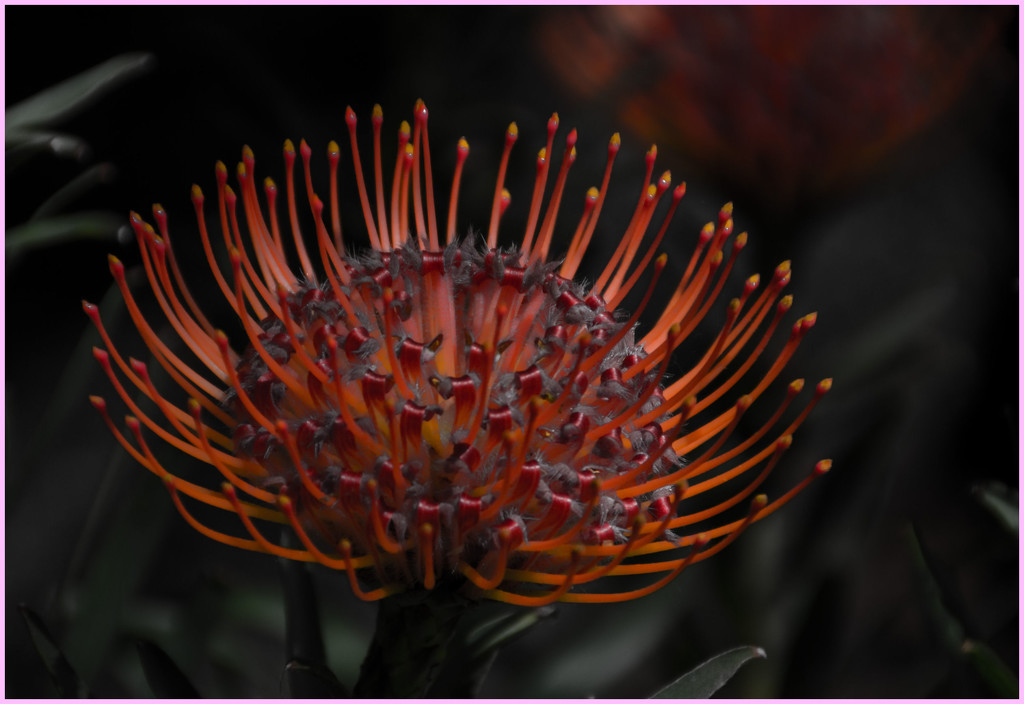 protea - in all its orange glory by annied