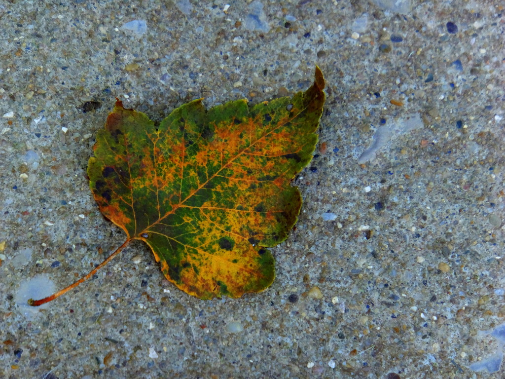 Leaf Love by linnypinny