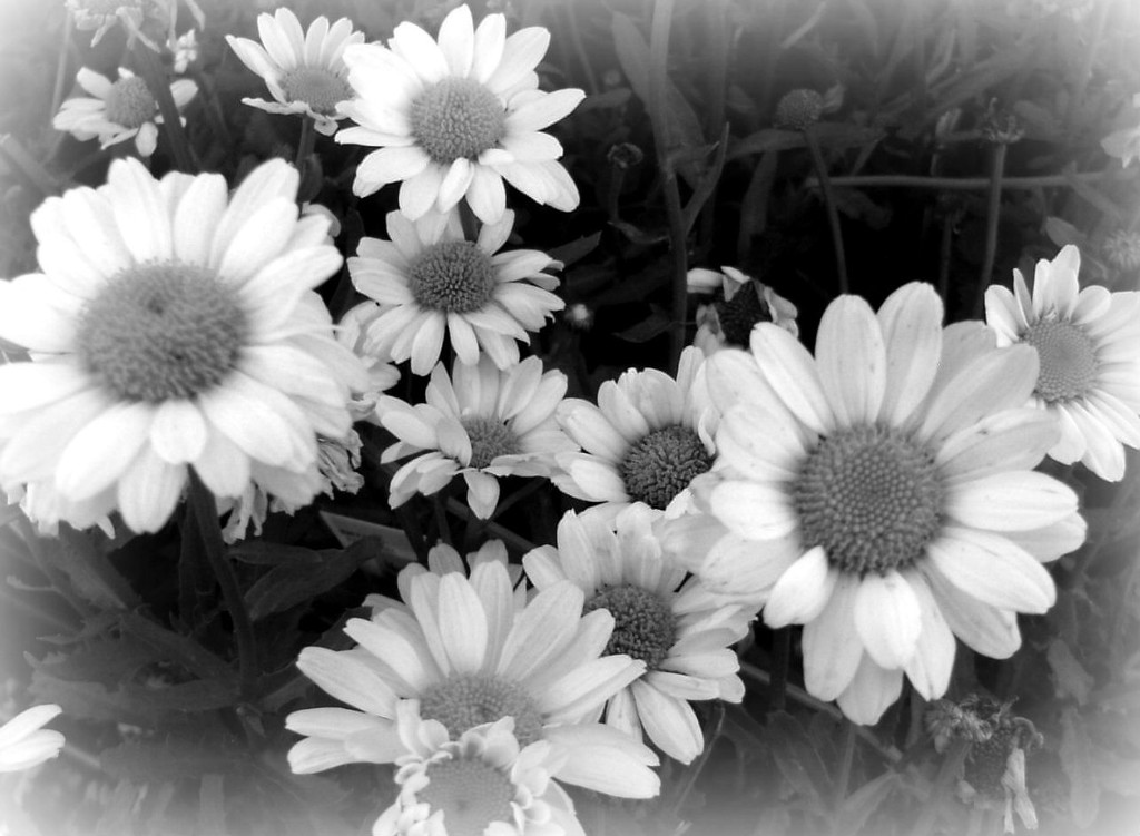 Daisies in B&W by mittens