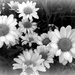 Daisies in B&W by mittens