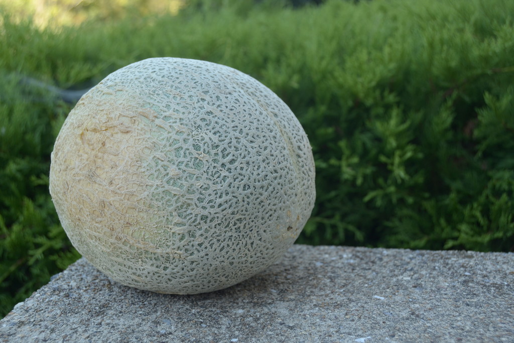 You just know it's a good melon by francoise