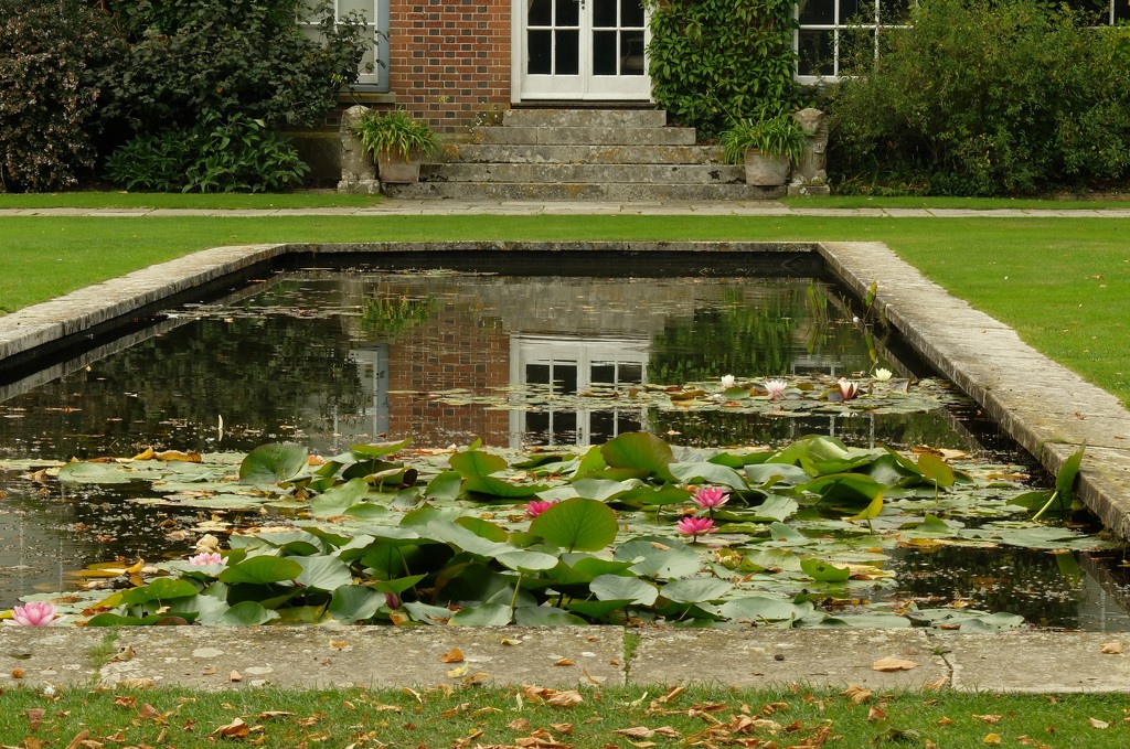lily pond and reflections... by quietpurplehaze