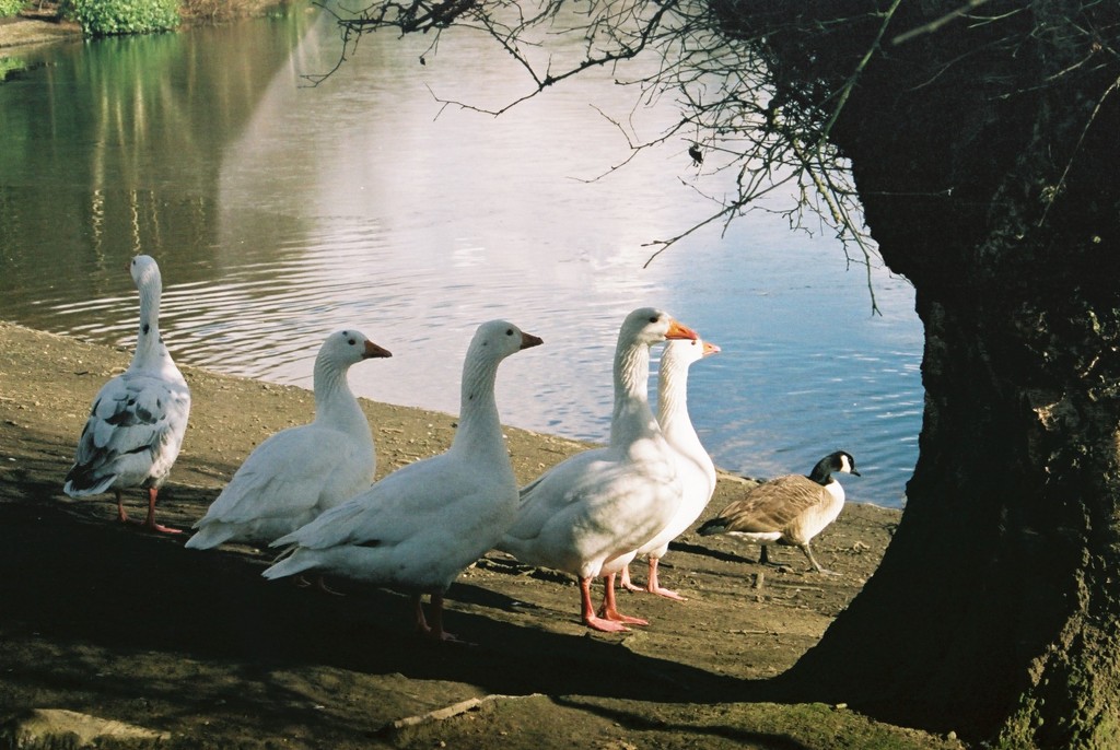 Geese by oldjosh